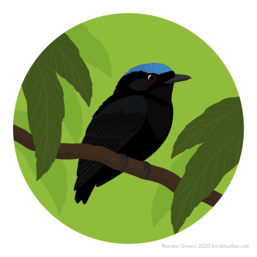 renatagrieco: March 18, 2020 - Blue-crowned Manakin (Lepidothrix coronata)These manakins are found i