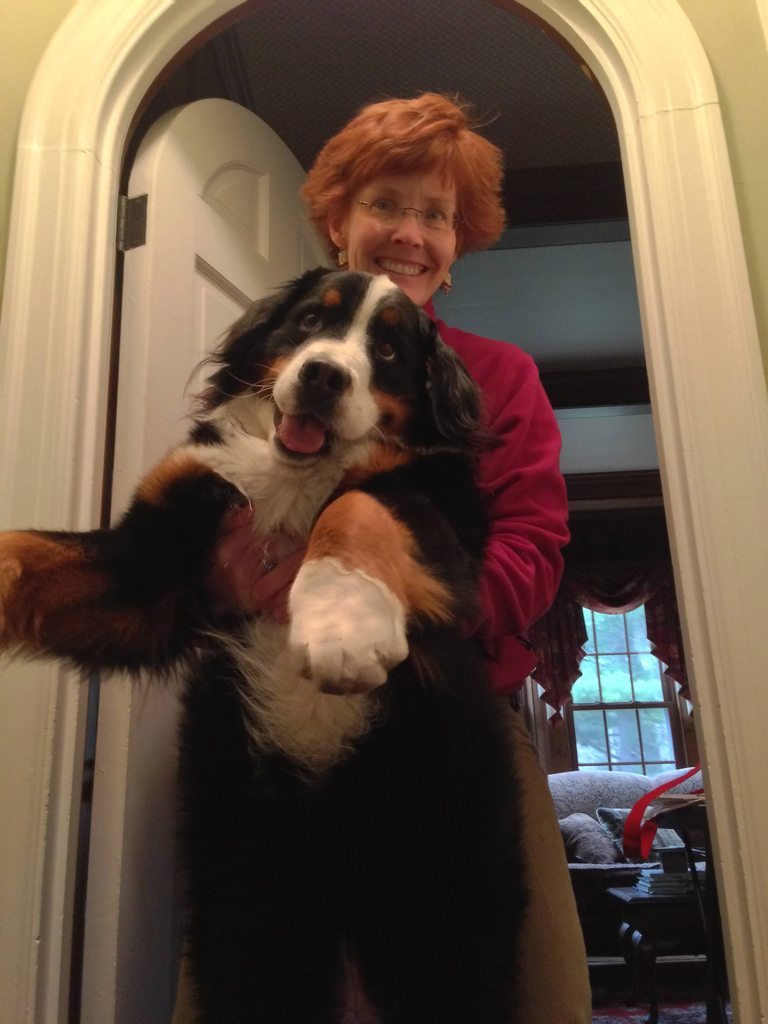 cute-overload:  My mom holding our goofy Bernesehttp://cute-overload.tumblr.com source: