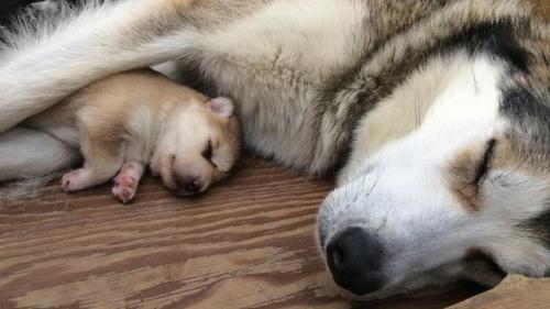 goparks:  The only ones working harder than Santa each winter? The sled dogs of Denali National Park