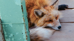 everythingfox:Zzzzzz