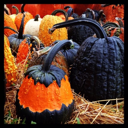 halloweentreat:EVERYONE GET AWAY FROM ME THIS IS THE COOLEST PUMPKIN HYBRID I’VE EVER SEEN