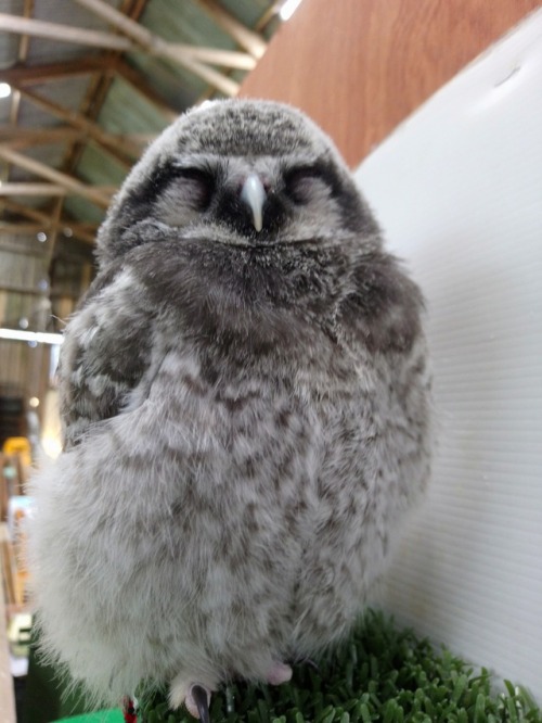 Being an owlet is exhausting!