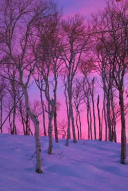 magicalnaturetour:  Winter Sunset by Beautiful