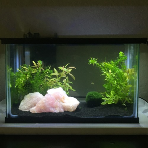 fishhaver:rose quartz in my shrimp tank!