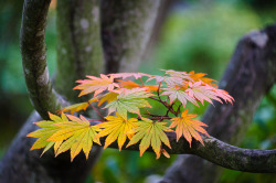 yuikki:  The begining of autumn | Showa Memorial