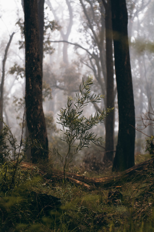 hullocolin: One Tree Hill, Australia Jaccob McKay | Instagram | Tumblr | Facebook