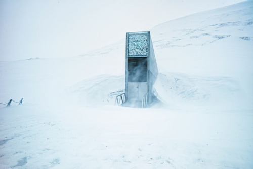 stray–wolf:The Svalbard Global Seed Vault holds over 850,000 types of seeds, situated in perma