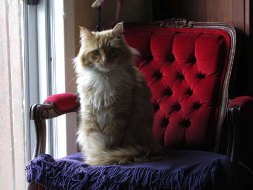 mistymoonwitch: (Lion3ss) She’s feeling photogenic today! A queen upon her throne. :)