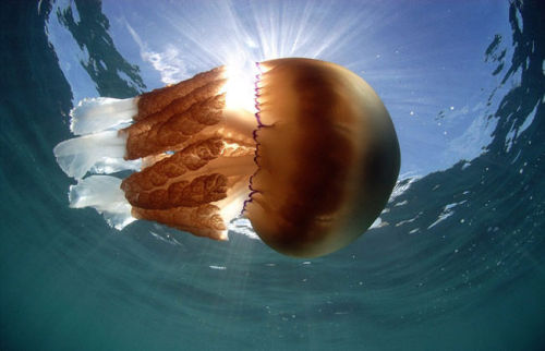 mymodernmet:  Photographer Steve Trewhella spotted thousands of giant Barrel Jellyfish appearing in swarms off the coast of Britain.