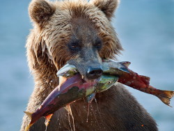 magicalnaturetour:  (via 500px / If his mouth was wider … by Sergey Ivanov)