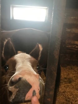 butterflysnaffle:boop the baby snoot