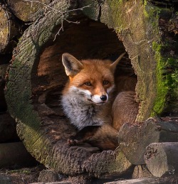 beautiful-wildlife:  Vos by Cees Ginkel