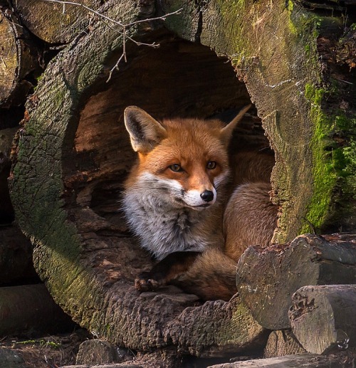 beautiful-wildlife:  Vos by Cees Ginkel 