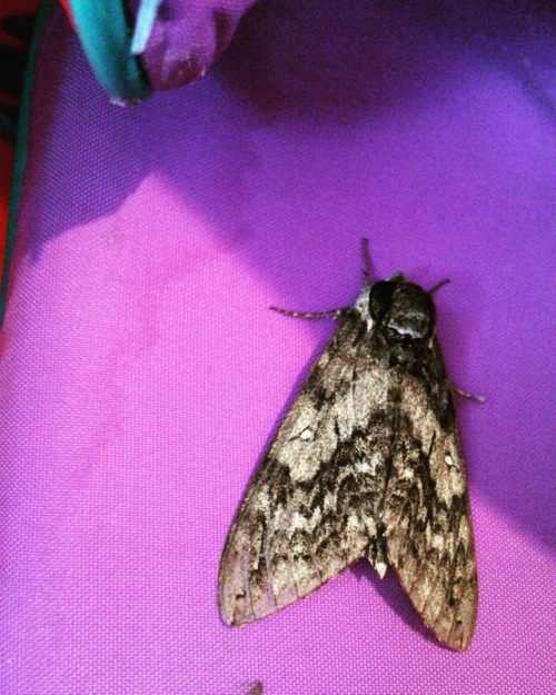 #moth #spinningsilk #mothme #cabin #wisconsin #wildwisconsin #wild #pattern #naturelover #upcloseand