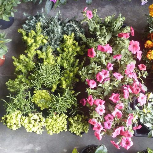 faunaplant:went to a cute lil market today and took pictures of the flowers