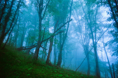 Foggy Forest by Michael Gonzo
