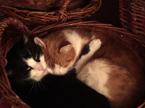drosenkatzen: Die zwei lieben sich sehr…. einfach rührend anzusehen - “meine&rdquo