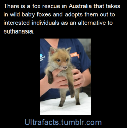 princealigorna:rlyoshi:ultrafacts:They only adopt out foxes to people who are aware of the responsibilities, and only once the living environment and enclosures for the foxes are approved.In Australia red foxes are highly invasive and usually euthanized