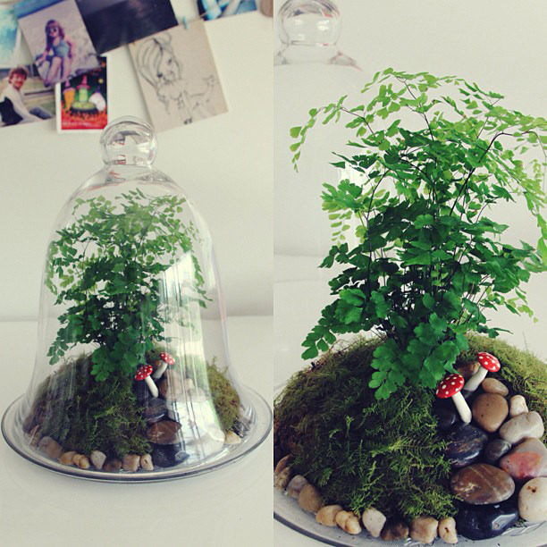 helloyounglionsxo:  I make and sell terrariums as a little hobby that makes me happy
