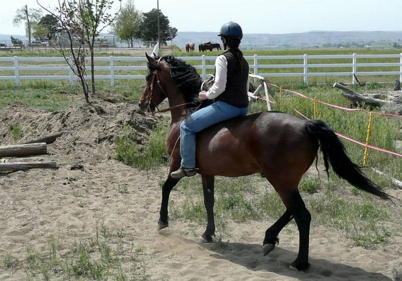 all-the-horses:LittleWood Rio BravadoPrimavera Bravado x Willowrun Hayli Morgan,