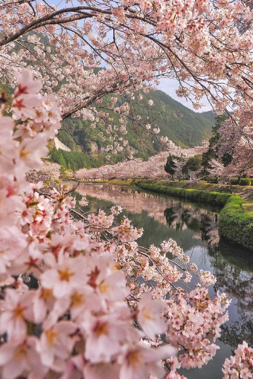 lsleofskye:  Cherry blossoms are in full