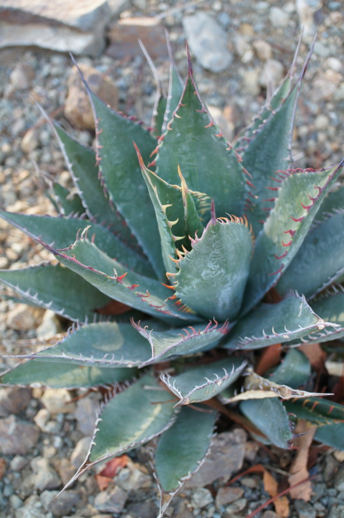 flora-file: flora-file: Agaves at the Bancroft Garden (by flora-file) Agaves are a hardy new world g