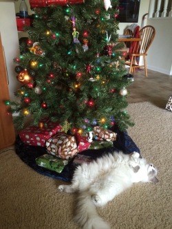 martininamerica:  That gift looks a lot fluffier