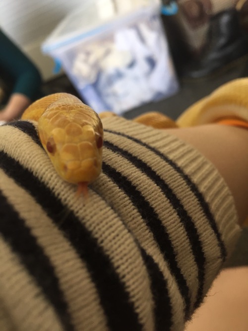 reptilisss:a vital “blep”