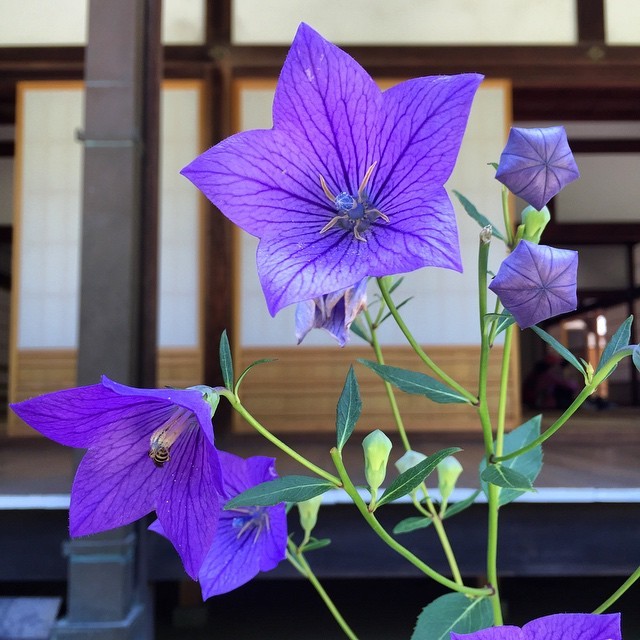 xiaosongbird:
“These are called balloon flowers. #tenryuji #arashiyama #japan #花 #flowers #balloonflower (at 天龍寺)
”