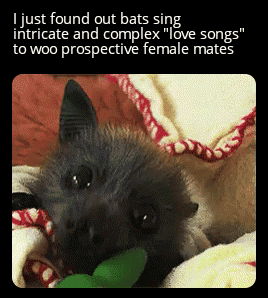 October 24th-30th Is National Bat Week!