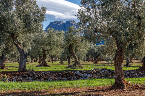 Oliveres catalanes amb les Roques de Benet al fons, Terra Alta, Principat de Catalunya.