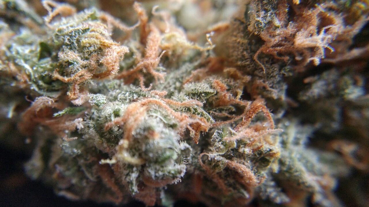 weed-breath:   Zoom 