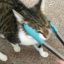 crispcat