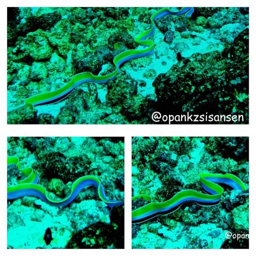 Yellow ribbon eel hunting mode #4 #mantapoint #labuanbajo #cndive #komodo #flores #ntt #indonesia #s