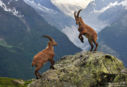 Mountain Ibex - Chamonix, French Alps by orvaratli on Flickr.