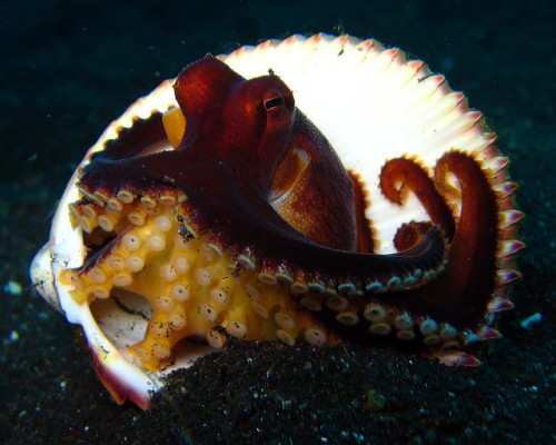 captain-jane-schway: Holy shit you guys coconut octopi are the most precious animals in the world So