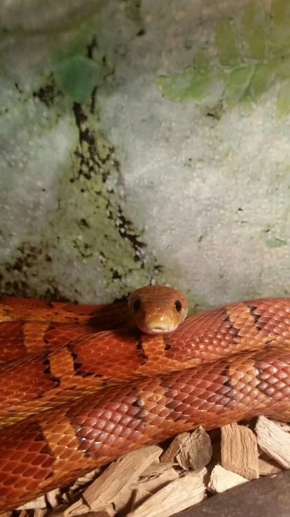 My two babies Sydney and BryanWhat pretty babies! Corns have the prettiest oranges and reds.