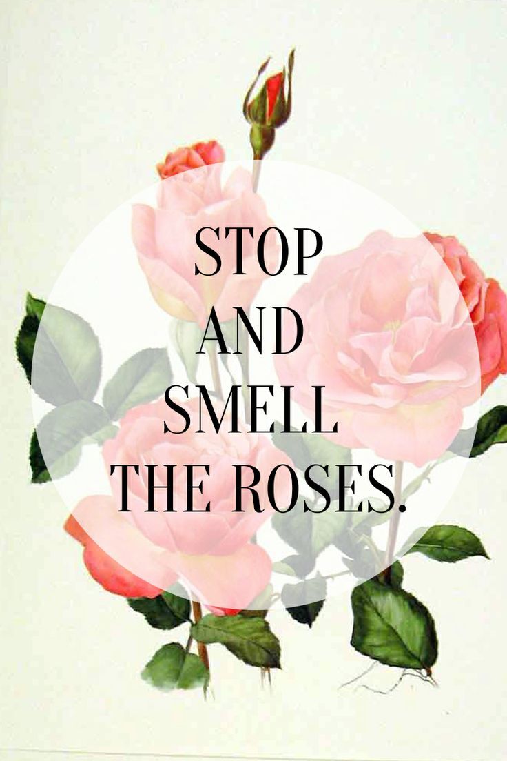♥ Mademoiselle Rose ♥