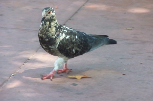   The awesome Pigeon I took a photo of Friday that I promised to show because it’s awesome. I mean, look at that stance. “Give me that food. Don’t make me go Pigeon on you, bitch.”