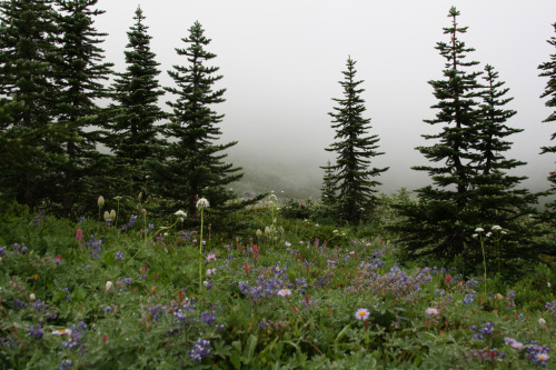 90377: Mt Rainier, Washington State by Filemon &amp; Mickey