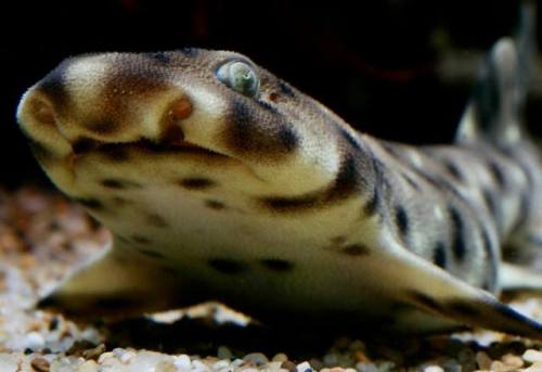 [Swell Shark Shark Week Interview]