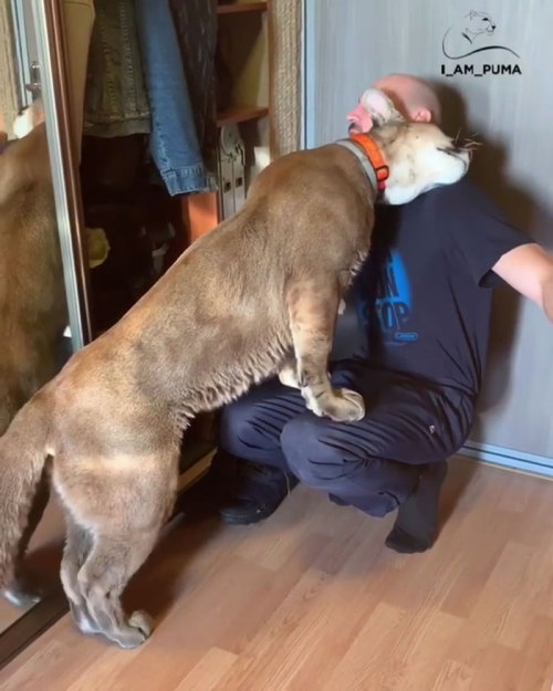 Rescue Puma Cant Be Released Into The Wild, Lives His Best Life As A Spoiled House Cat.