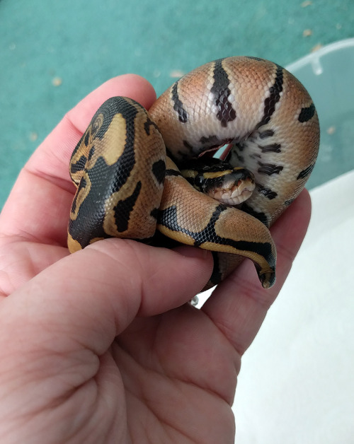 solid-snakes:Here’s the clutch! From left to right, “Butter Brickle” is 