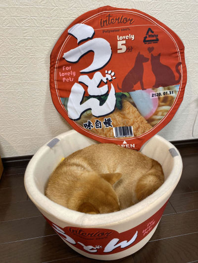 eduards-stuff:emma-of:ramen-bed:Pet Owners Are Buying Cup Noodle Beds For Their Pets
