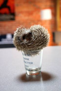 awwww-cute:  Meet my baby hedgehog, Ellie