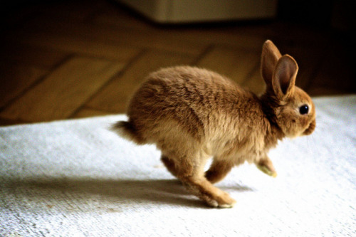 pequenoaconchego: wildstag:  Run Rabbit Run by marmeloni on Flickr.  .
