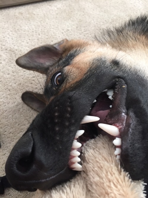 kaiserdog-:Nice white puppy teeth!