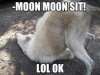 silvergryphon:tokenofmydevotion:feral-flower-child:feral-flower-child:feral-flower-child:callingallcars:callingallcars:everyone’s debating posts of the decade, best and worst, and i have yet to see anyone mention moon moonfor those who were not on here