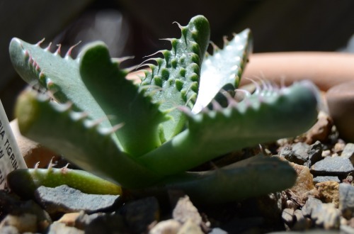 realmonstrosities:  I can imagine the Tiger Jaws eating insects. I can imagine it eating lizards. I can even imagine it bursting out of some poor guy’s chest so it can eat some other guy’s face.But I would be completely wrong.These jaws are actually