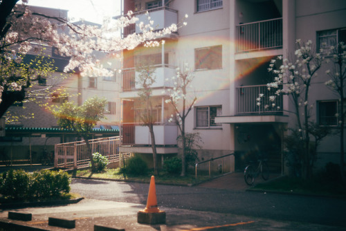 yasu19-67:LEICA Summar 5cm f2／桜日